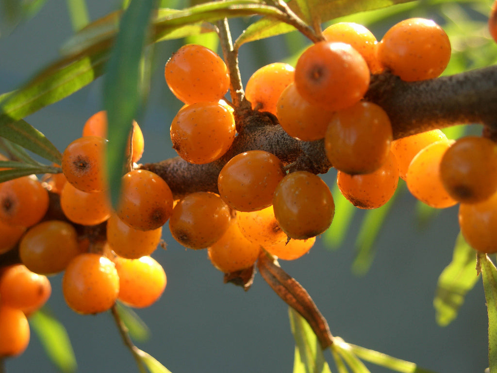 What are the benefits of sea buckthorn?